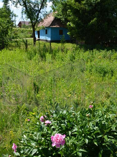 Foto: Tufa bujori